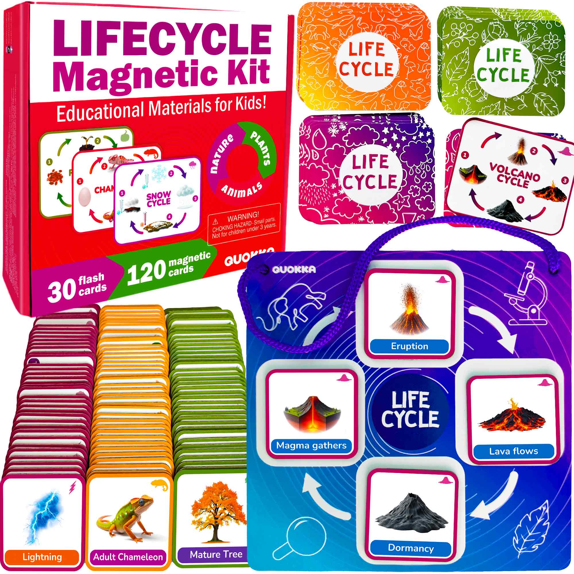 Lifecycle Magnetic Flashcards - Educational Materials for Kids