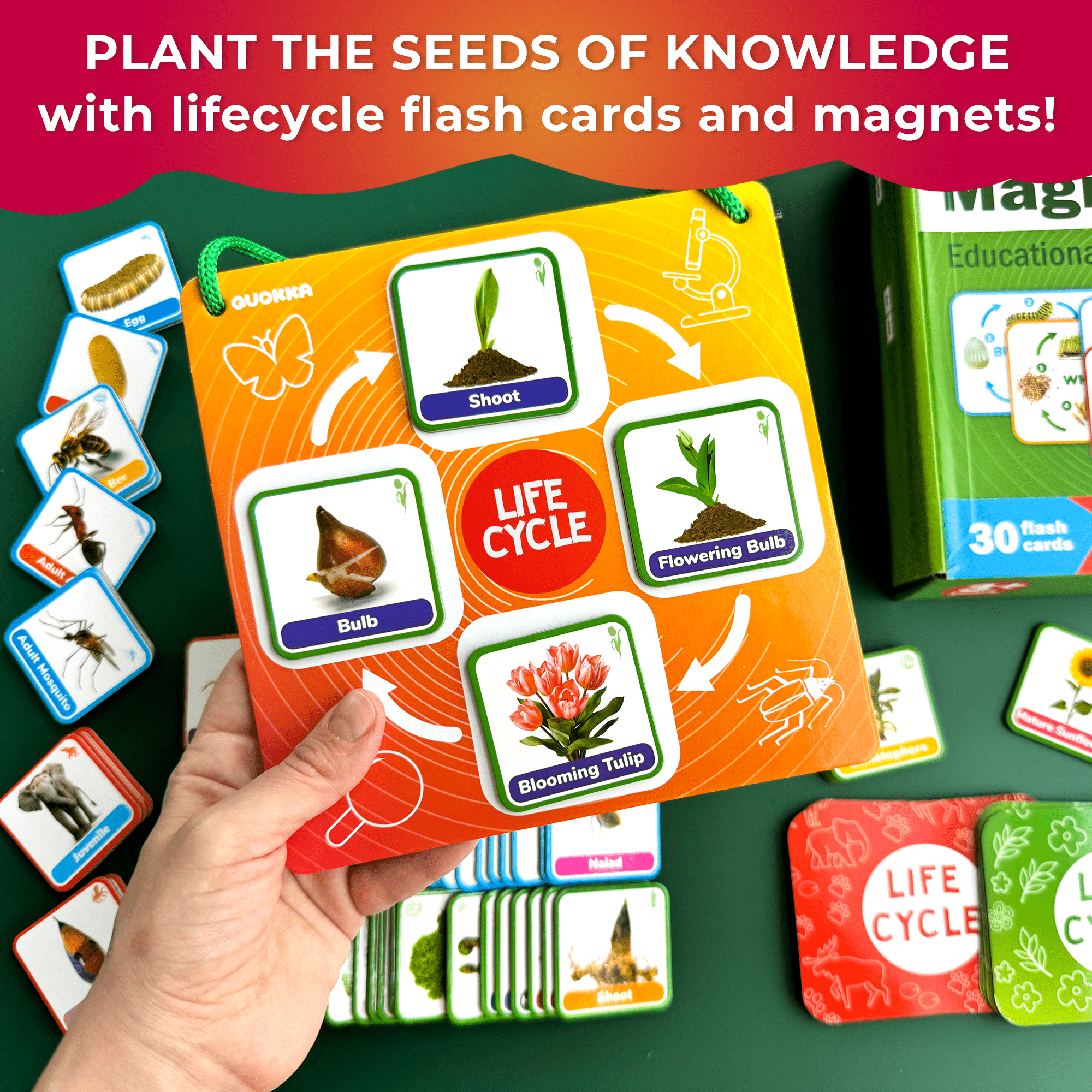 Flash Cards Toddler Science Activities for Kids