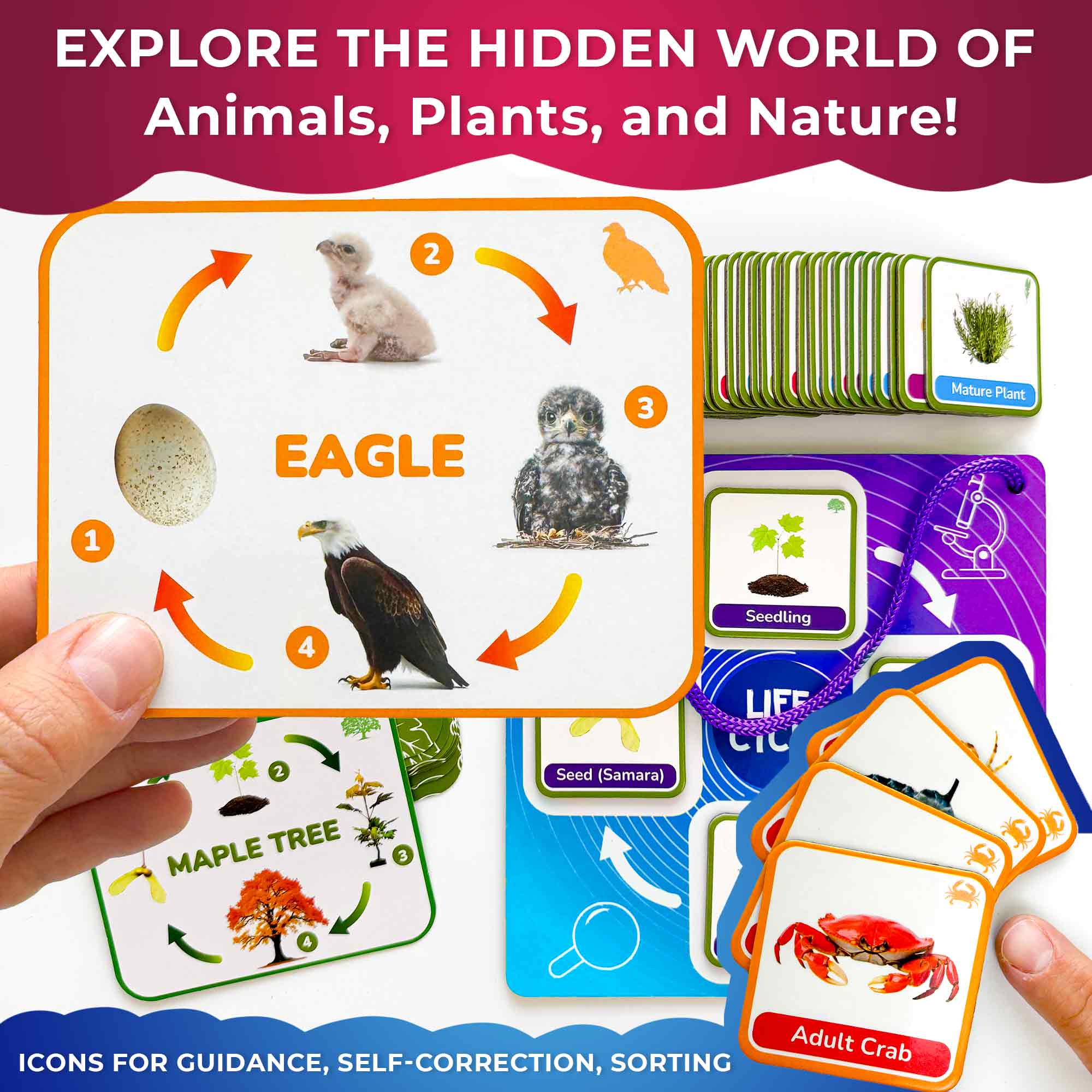 Lifecycle Magnetic Flashcards - Educational Materials for Kids