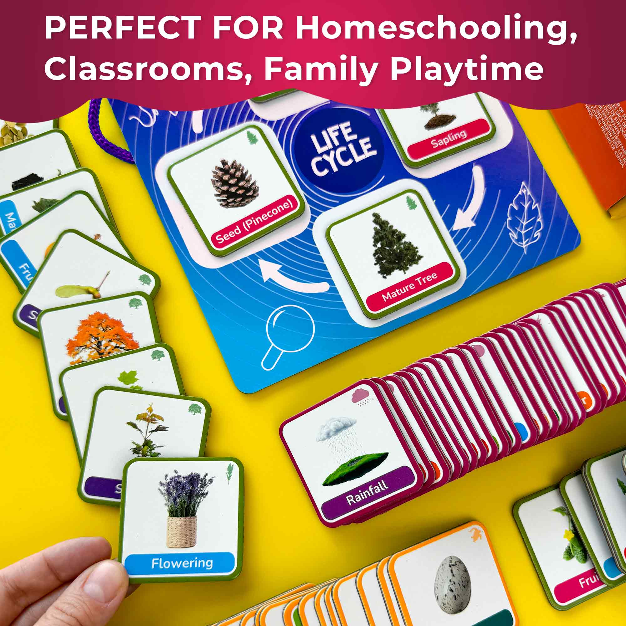 Lifecycle Magnetic Flashcards - Educational Materials for Kids