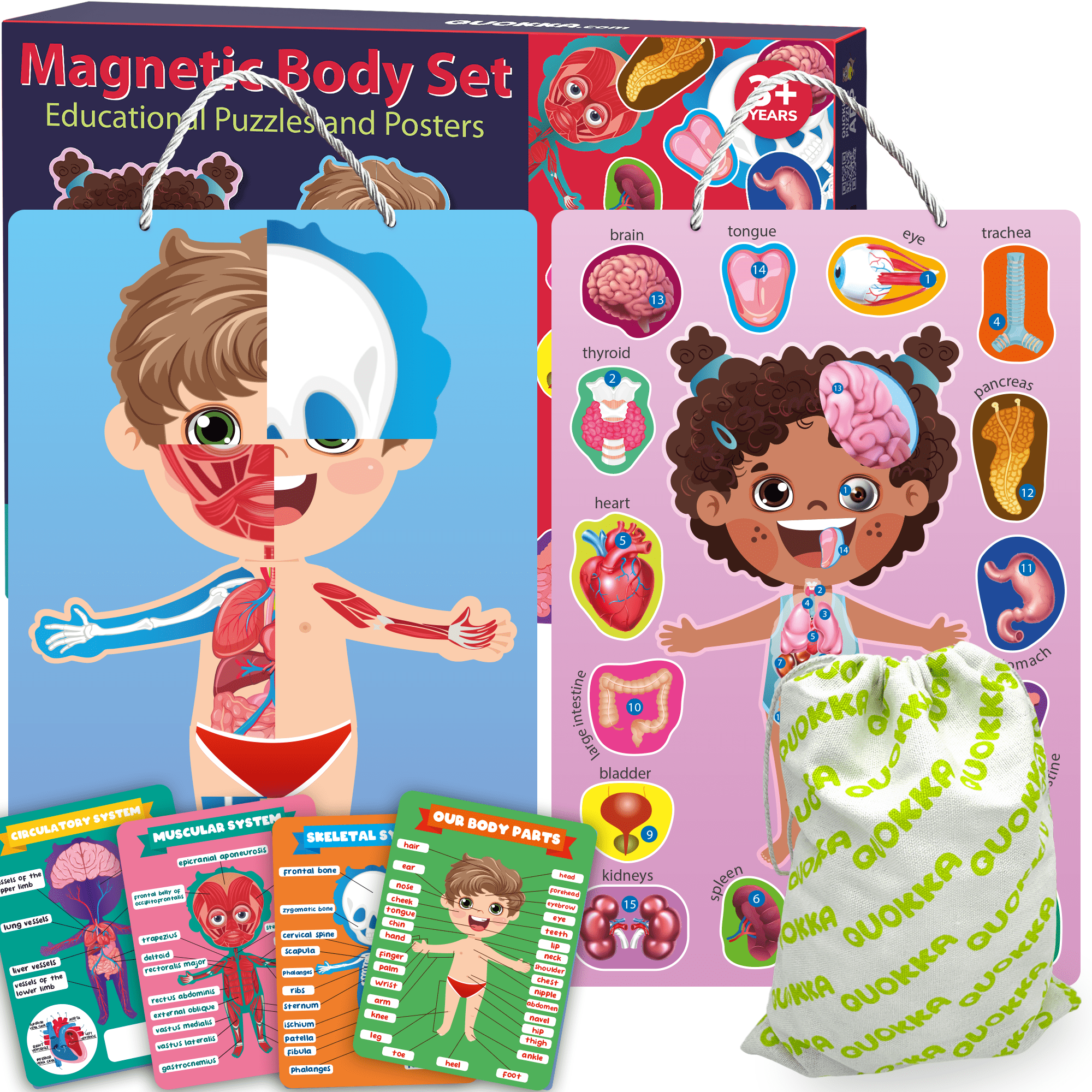 VAR SYNC Puzzles for Kids Games Body Parts | Anatomy