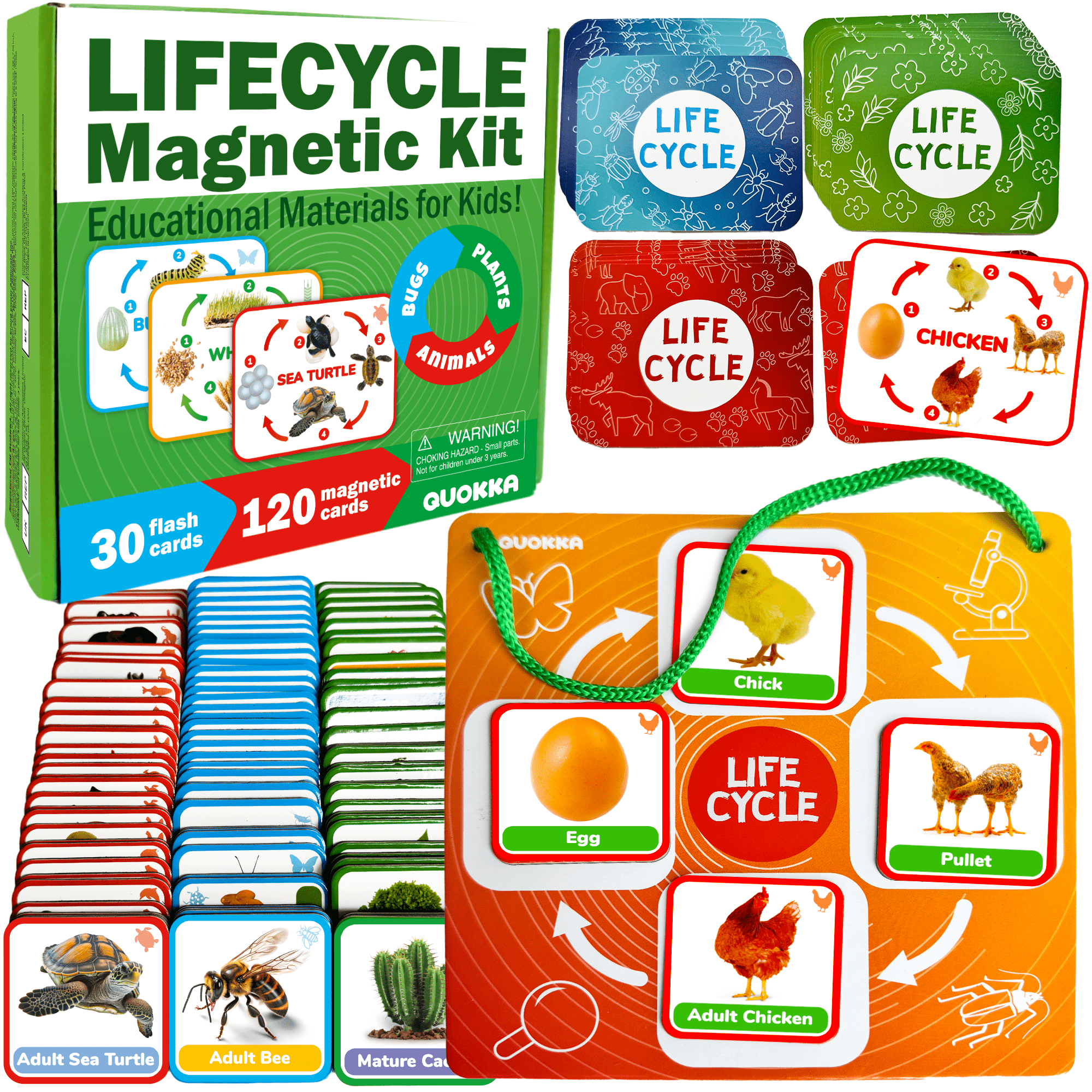 VAR SYNC Lifecycle Magnetic Flashcards - Educational Materials for Kids