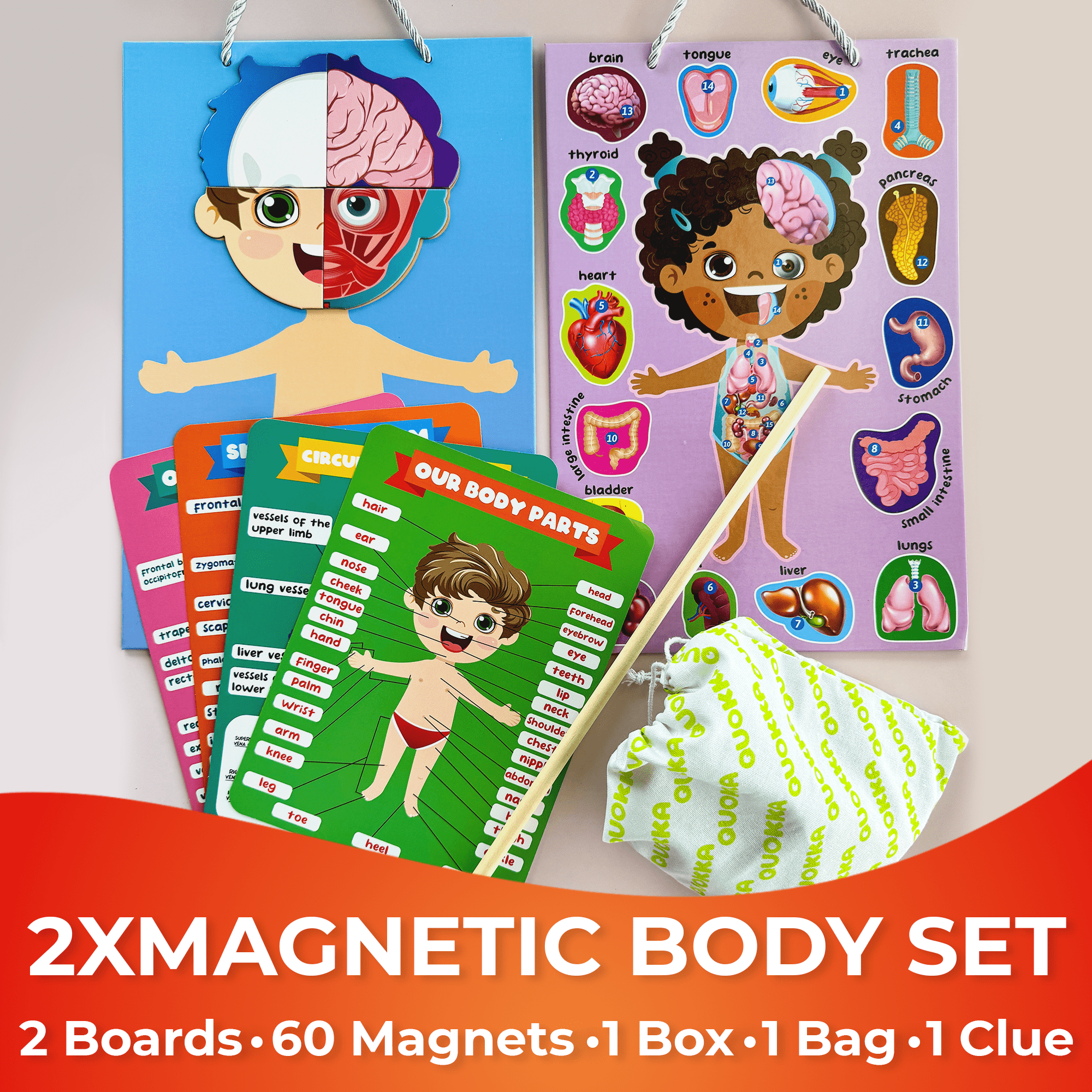 QUOKKA Magnetic Montessori Puzzles for Kids | Body Anatomy Circulatory ...