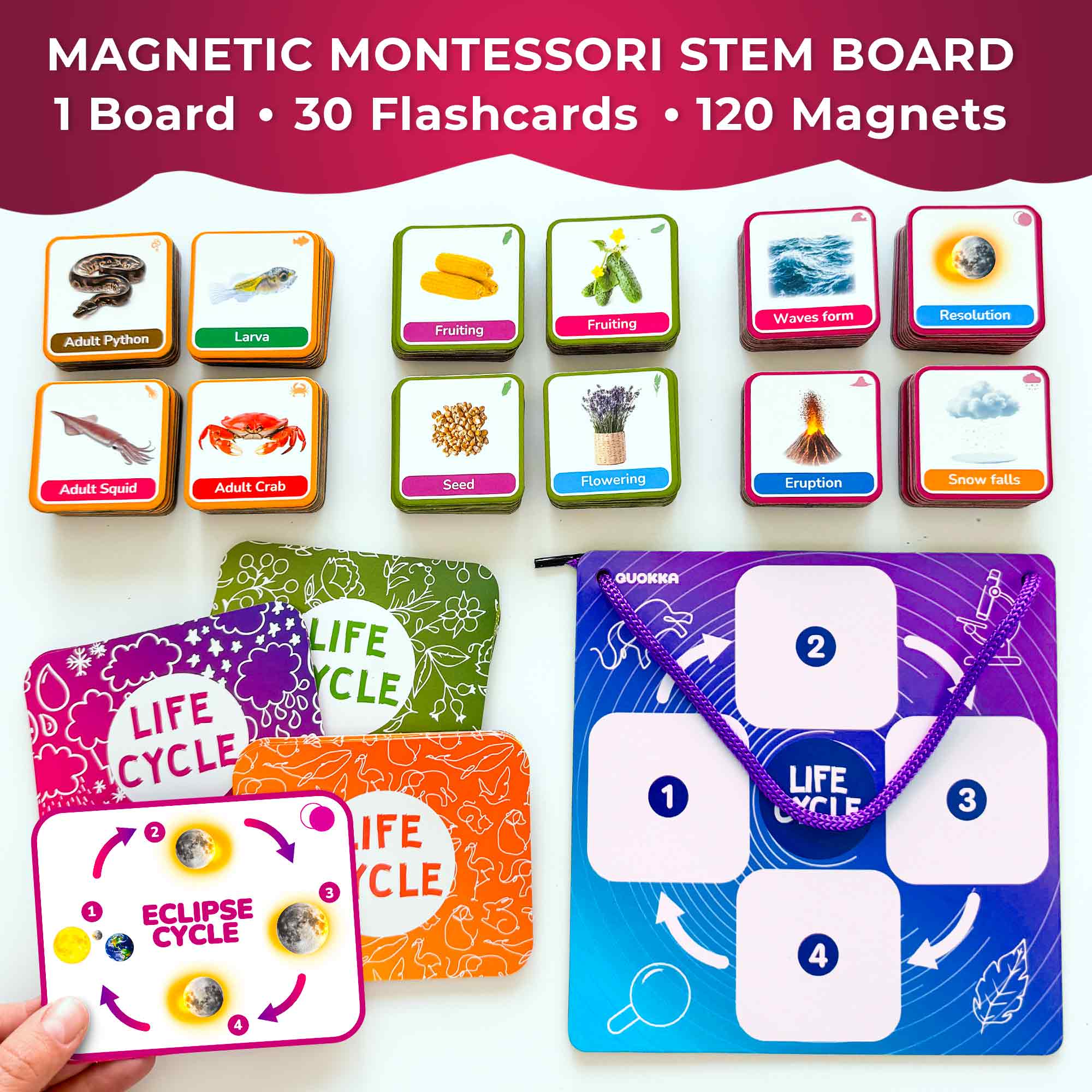 Lifecycle Magnetic Flashcards - Educational Materials for Kids