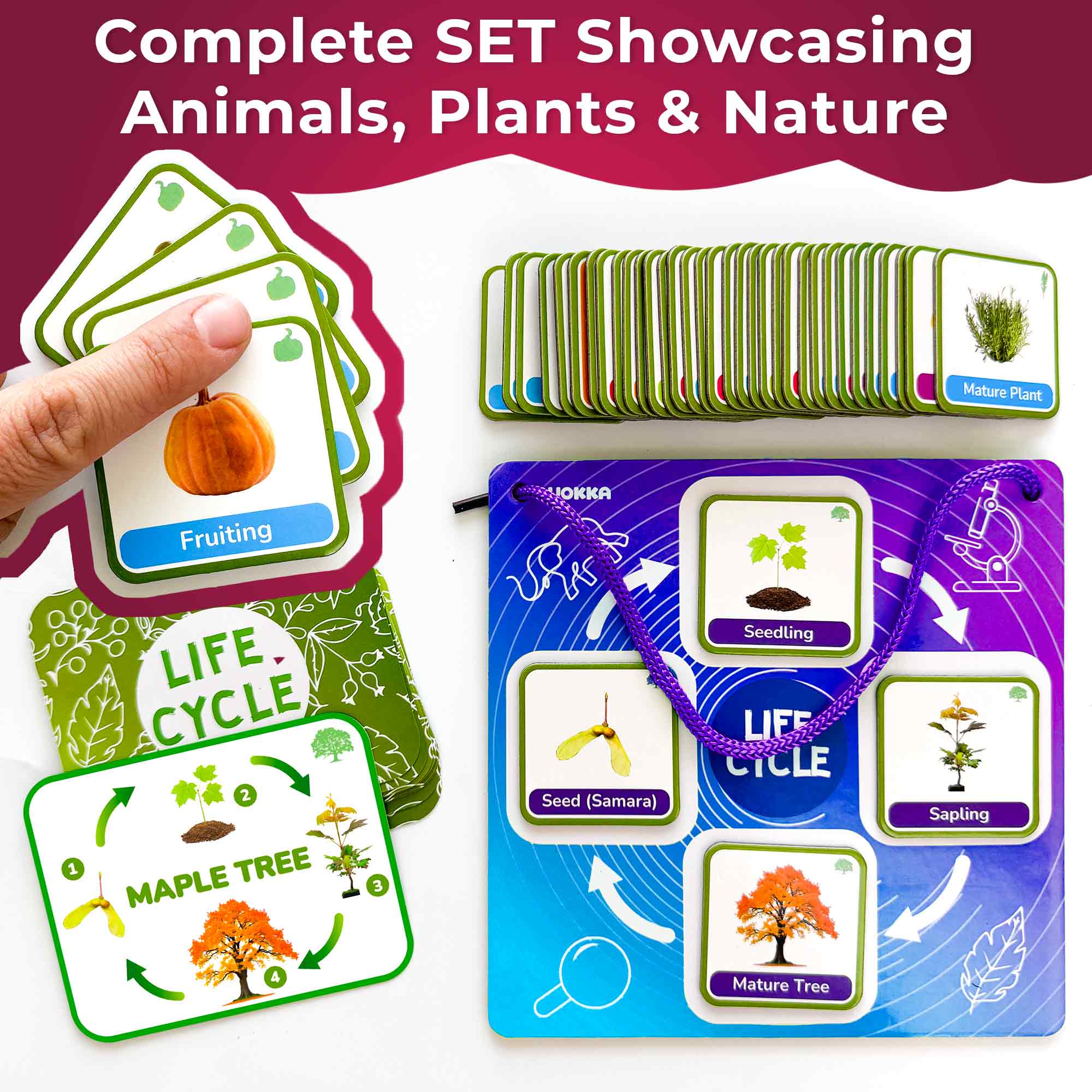 Lifecycle Magnetic Flashcards - Educational Materials for Kids