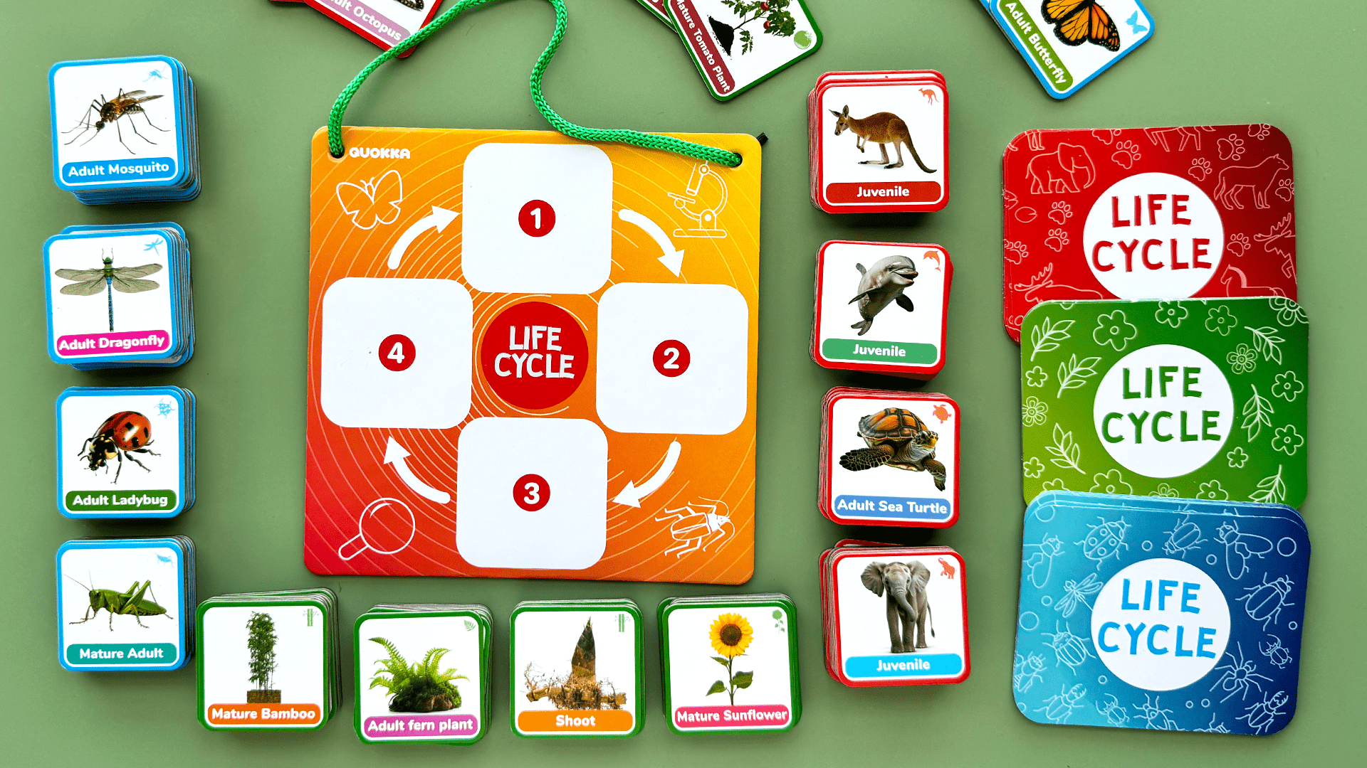 Life Cycle Kit Toy Montessori - 30 Flash Cards